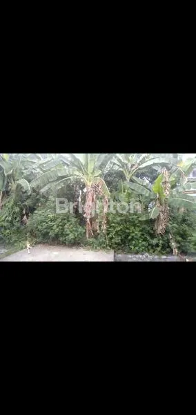 image TANAH RAYA MOJOAGUNG (1)