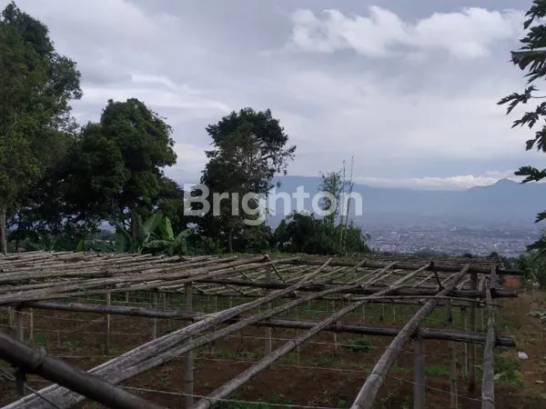 image LANGKA NIH  CISARUA (5)