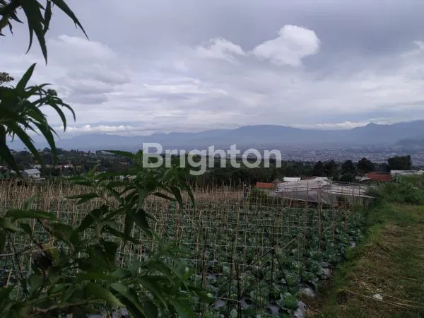 image LANGKA NIH  CISARUA (6)