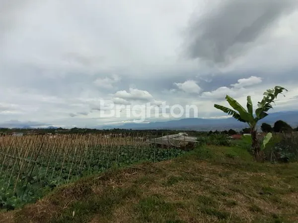 image LANGKA NIH  CISARUA (7)