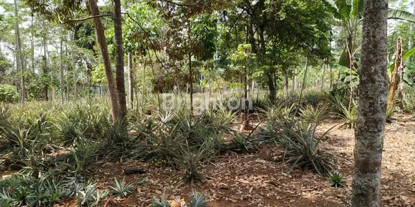 image TANAH KEBUN DATAR - PINGGIR JALAN & PRODUKTIF (6)