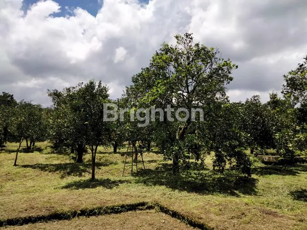 image GRATIS VILLA MEWAHNYA!!!  PERKEBUNAN JERUK DI KOTA BATU (4)