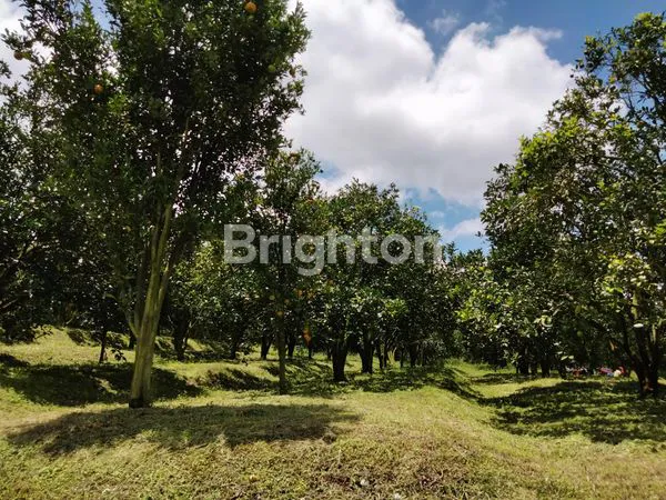 image GRATIS VILLA MEWAHNYA!!!  PERKEBUNAN JERUK DI KOTA BATU (6)