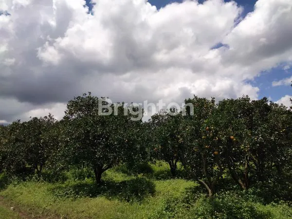 image GRATIS VILLA MEWAHNYA!!!  PERKEBUNAN JERUK DI KOTA BATU (2)