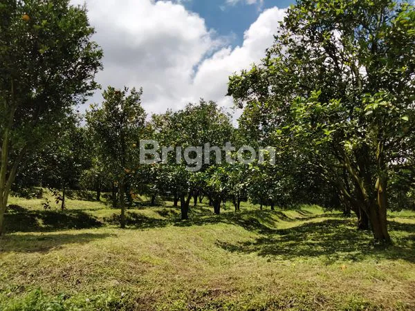 image GRATIS VILLA MEWAHNYA!!!  PERKEBUNAN JERUK DI KOTA BATU (7)