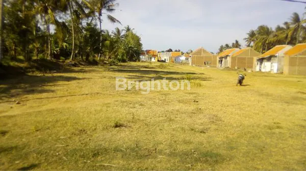 image TANAH KEBUN KELAPA DI BANYUWANGI COCOK UNTUK INVESTASI (4)