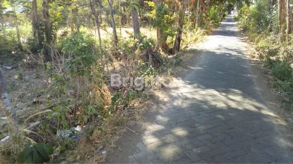 image TANAH KEBUN KELAPA DI BANYUWANGI COCOK UNTUK INVESTASI (5)