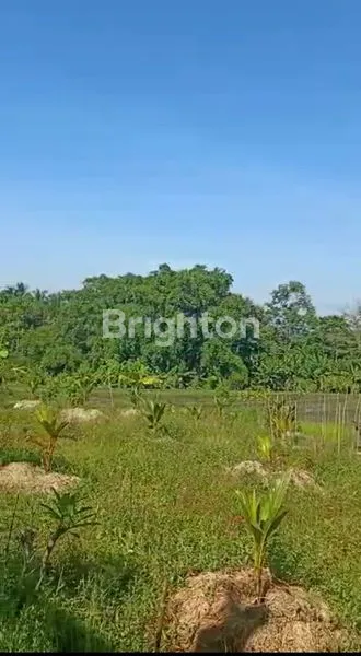 image TANAH MURAH DENGAN VIEW SAWAH DAN GUNUNG (3)