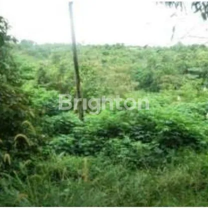 image TANAH KOMERSIAL BALIKPAPAN SOEKARNO HATTA KM 6 DEKAT HOTEL PLATINUM LD 45M 1.2HA (3)