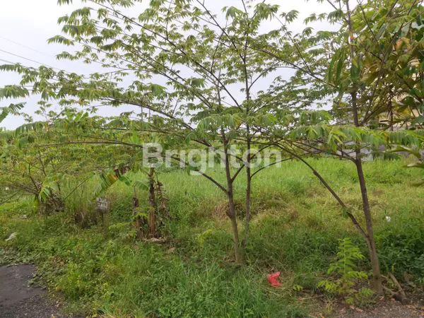 image TANAH 2 ARE AREA PERUMAHAN MENGWI (4)