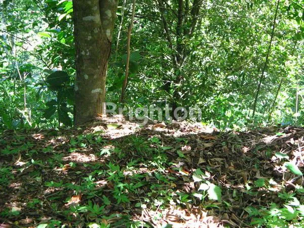 image TURUN HARGA.... TANAH KEBUN CENGKEH NAN HIJAU DI TAJUN (4)