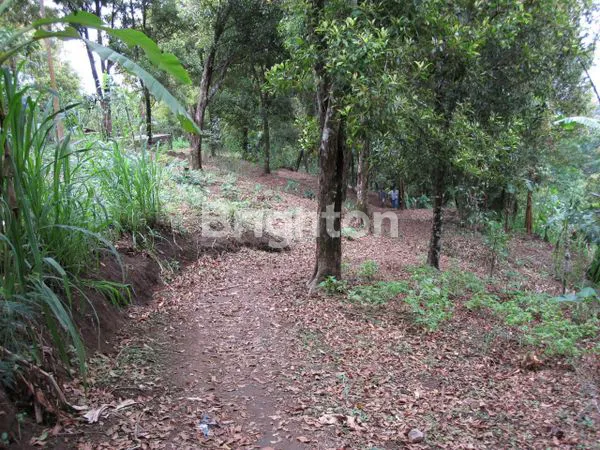 TURUN HARGA.... TANAH KEBUN CENGKEH NAN HIJAU DI TAJUN
