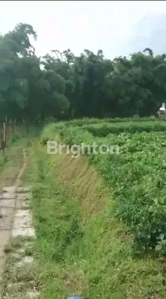 image TANAH DENGAN UDARA YANG SANGAT SEJUK ,SANGAT COCOK BUAT SEGALA USAHA (1)