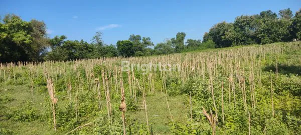 image TANAH DI NGANJUK (6)