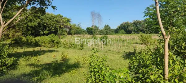 image TANAH DI NGANJUK (4)