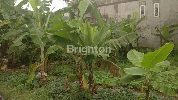 image TANAH COCOK UNTUK BANGUN RUMAH ATAU BERKEBUN (2)