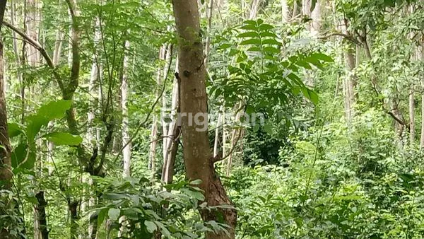 image TANAH MURAH MOJOROTO KEDIRI (1)