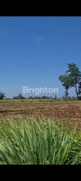 DIJUAL TANAH SAWAH DI BANYUWANGI