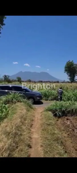 image DIJUAL TANAH SAWAH DI BANYUWANGI (2)