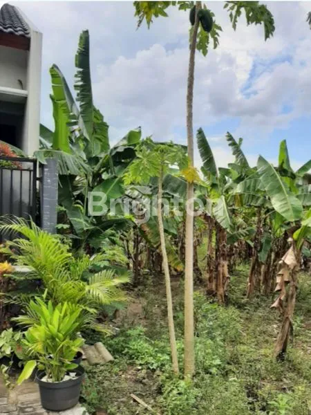 Gambar Property ARGO MULYO MUKTI TIMUR, TELOGO MULYO, 2 KAPLINGN TANAH SIAP BANGUN I TIMUR