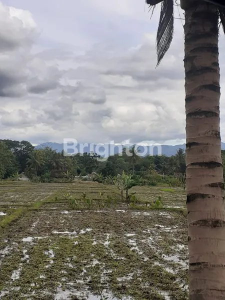 SAWAH TEPI JALAN UTAMA