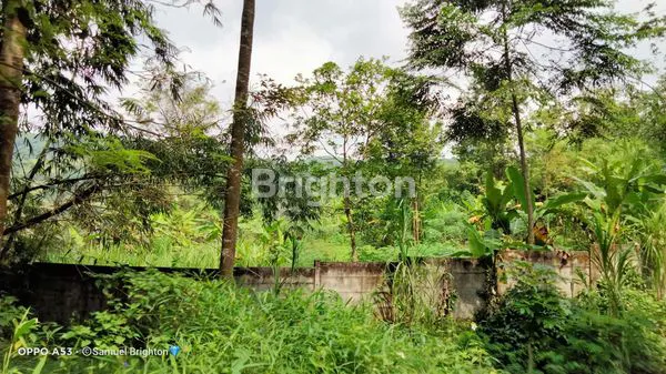 image GRATIS POHON DURIAN MASIH PRODUKTIF! LAHAN JUMBO DI TRAWAS, PANDAAN (3)