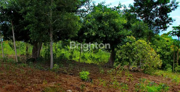 image TANAH VIEW GUNUNG NUSA PENIDA (2)