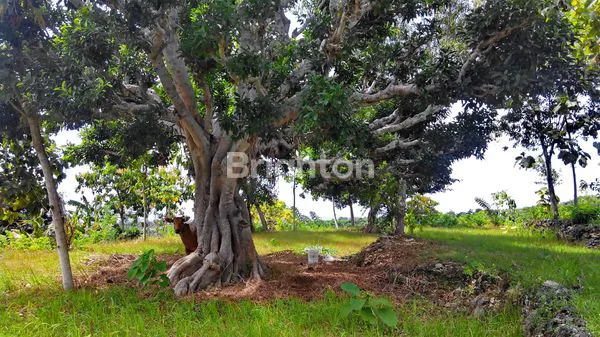 image TANAH VIEW GUNUNG NUSA PENIDA (3)