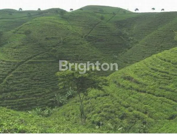 TANAH DIKAWASAN WISATA KEMUNING DAN CANDI CETHO
