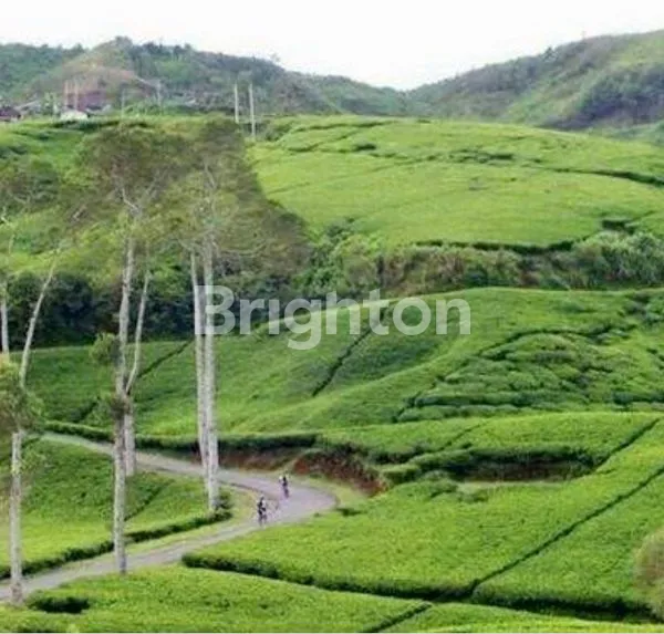 image TANAH DIKAWASAN WISATA KEMUNING DAN CANDI CETHO (2)