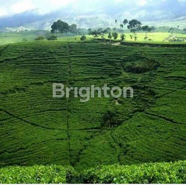 image TANAH DIKAWASAN WISATA KEMUNING DAN CANDI CETHO (3)