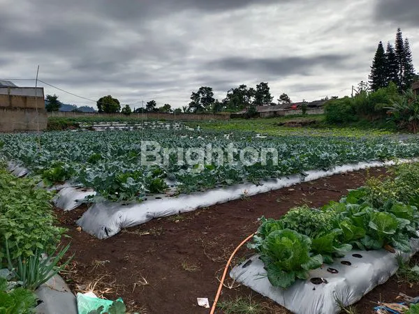 image REPOSISI HARGA 6,5 JT/M JADI 5 JT,/M TANAH KONTUR DATAR - ELEVASI DIATAS JALAN - JALAN RAYA BANDUNG LEMBANG (2)