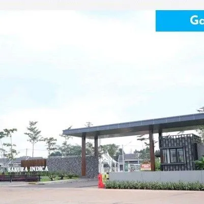 image HARVEST CITY TYPE SAKURA INDICA KANZAN (8)