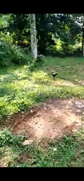 image TANAH MURAH SELUAS 10 HA DI PINGGIR JALAN LEWILIANG (3)