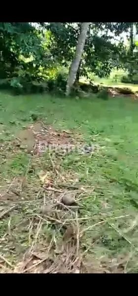 image TANAH MURAH SELUAS 10 HA DI PINGGIR JALAN LEWILIANG (2)