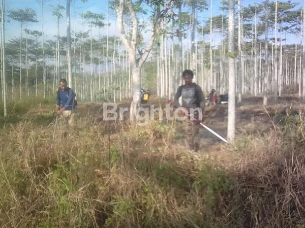 image TANAH DAN KEBUN JATI MURAH DI SUKABUMI (2)