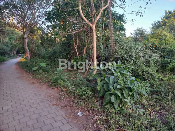 image TANAH DARAT DEKAT PANTAI DI PULAU MOYO SUMBAWA NUSA TENGGARA BARAT (6)