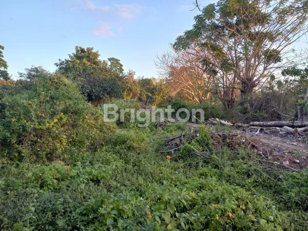 image TANAH DARAT DEKAT PANTAI DI PULAU MOYO SUMBAWA NUSA TENGGARA BARAT (7)