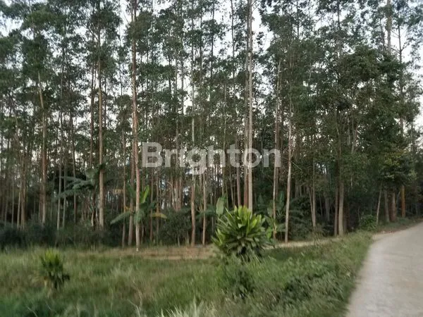 image TANAH KEBUN BESERTA POHON EUCAQ6 DI PACET, BANDUNG (2)