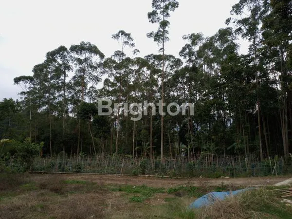 image TANAH KEBUN BESERTA POHON EUCAQ6 DI PACET, BANDUNG (3)