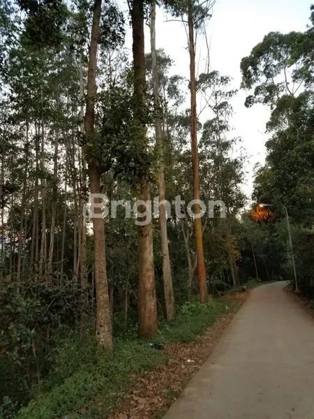 image TANAH KEBUN BESERTA POHON EUCAQ6 DI PACET, BANDUNG (1)