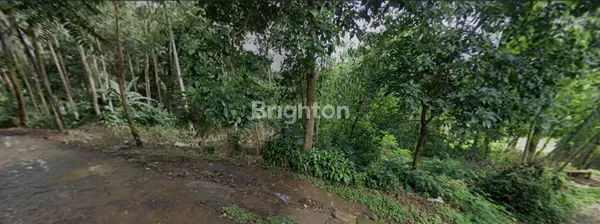 image TANAH KEBUN BESERTA POHON EUCAQ6 DI PACET, BANDUNG (5)