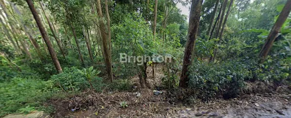 image TANAH KEBUN BESERTA POHON EUCAQ6 DI PACET, BANDUNG (4)