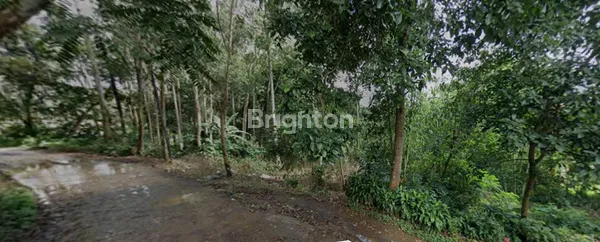 image TANAH KEBUN BESERTA POHON EUCAQ6 DI PACET, BANDUNG (7)