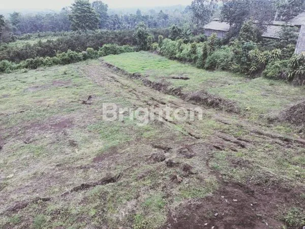 image KEBUN YANG TERAWAT DI JL GAJAH MADA (2)