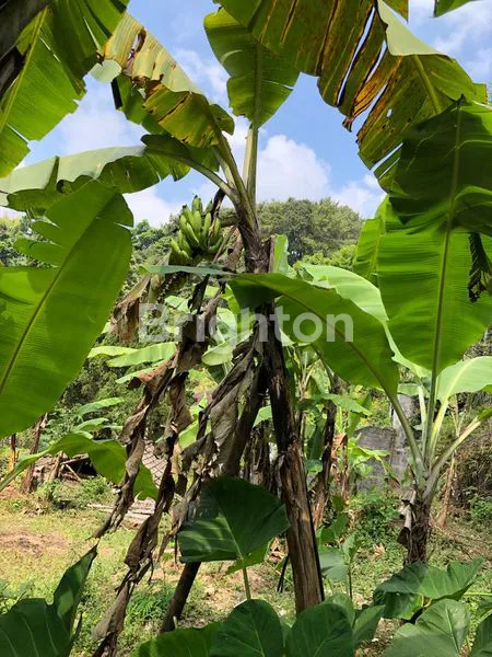 image TANAH AREA VILLA SEKUTI DEKAT CIMORY (2)