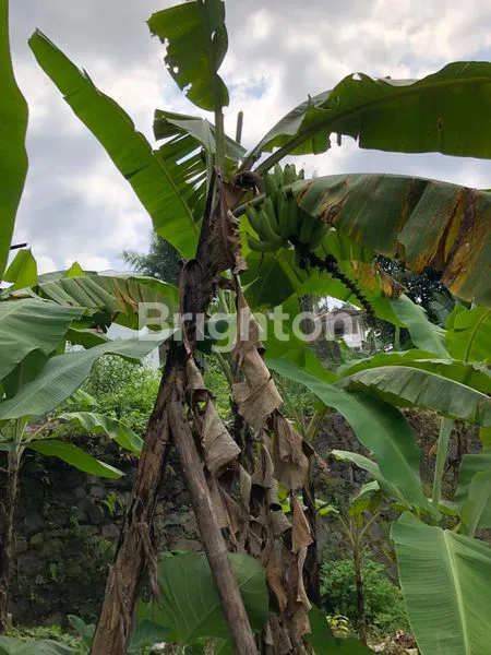 image TANAH AREA VILLA SEKUTI DEKAT CIMORY (4)