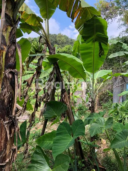 image TANAH AREA VILLA SEKUTI DEKAT CIMORY (3)