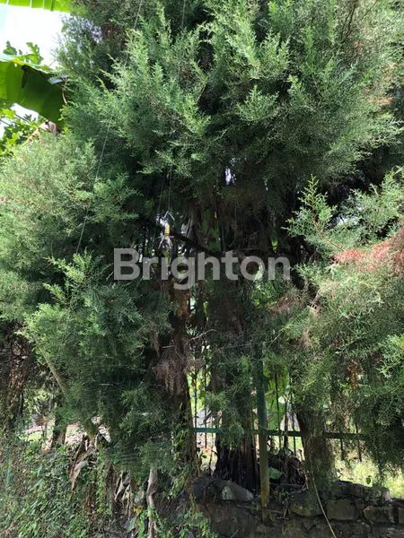 image TANAH AREA VILLA SEKUTI DEKAT CIMORY (5)