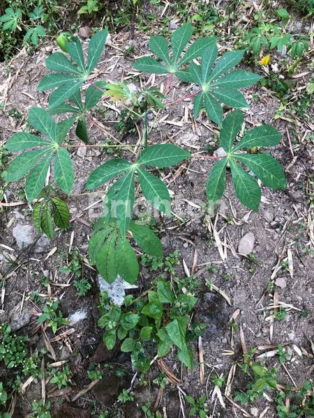 image TANAH AREA VILLA SEKUTI DEKAT CIMORY (7)